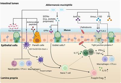 The role of Akkermansia muciniphila in inflammatory bowel disease: Current knowledge and perspectives